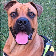 Novia participe au concours pour gagner de l'argent avec cette photo : alert, animal, brown_fur, canine, close_up, companion, cute, dog, ears, face, friendly, grass, happy, harness, muzzle, nature, outdoor, pet, portrait, tongue_out