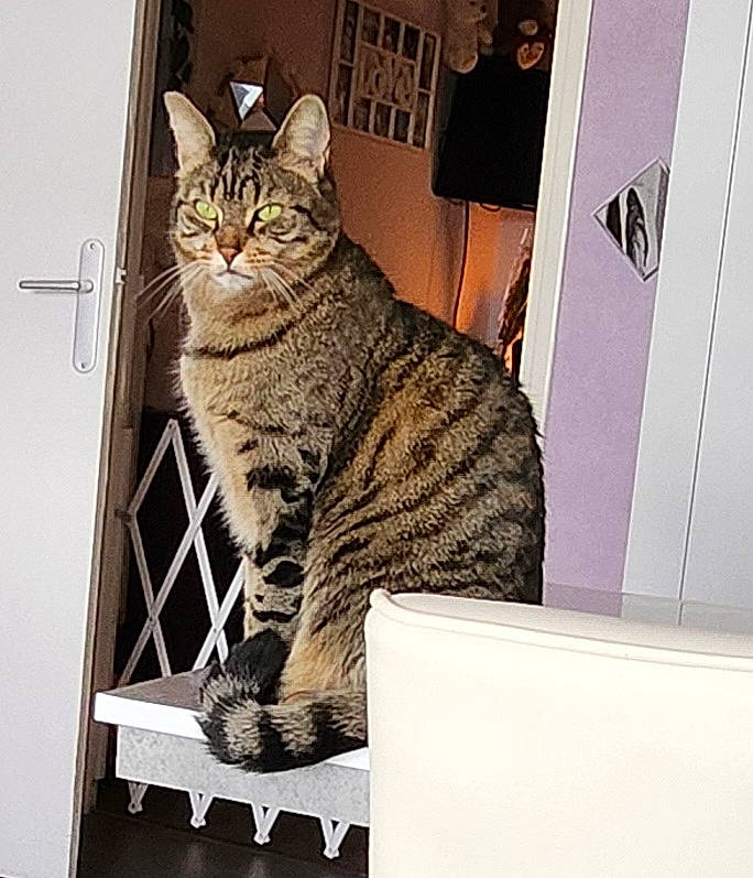 Plume participe au concours pour gagner de l'argent avec cette photo : carnivore, cat, domestic_short_haired_cat, door, felidae, fur, metal, rectangle, sitting, small_to_medium_sized_cats, snout, square, tail, whiskers, window