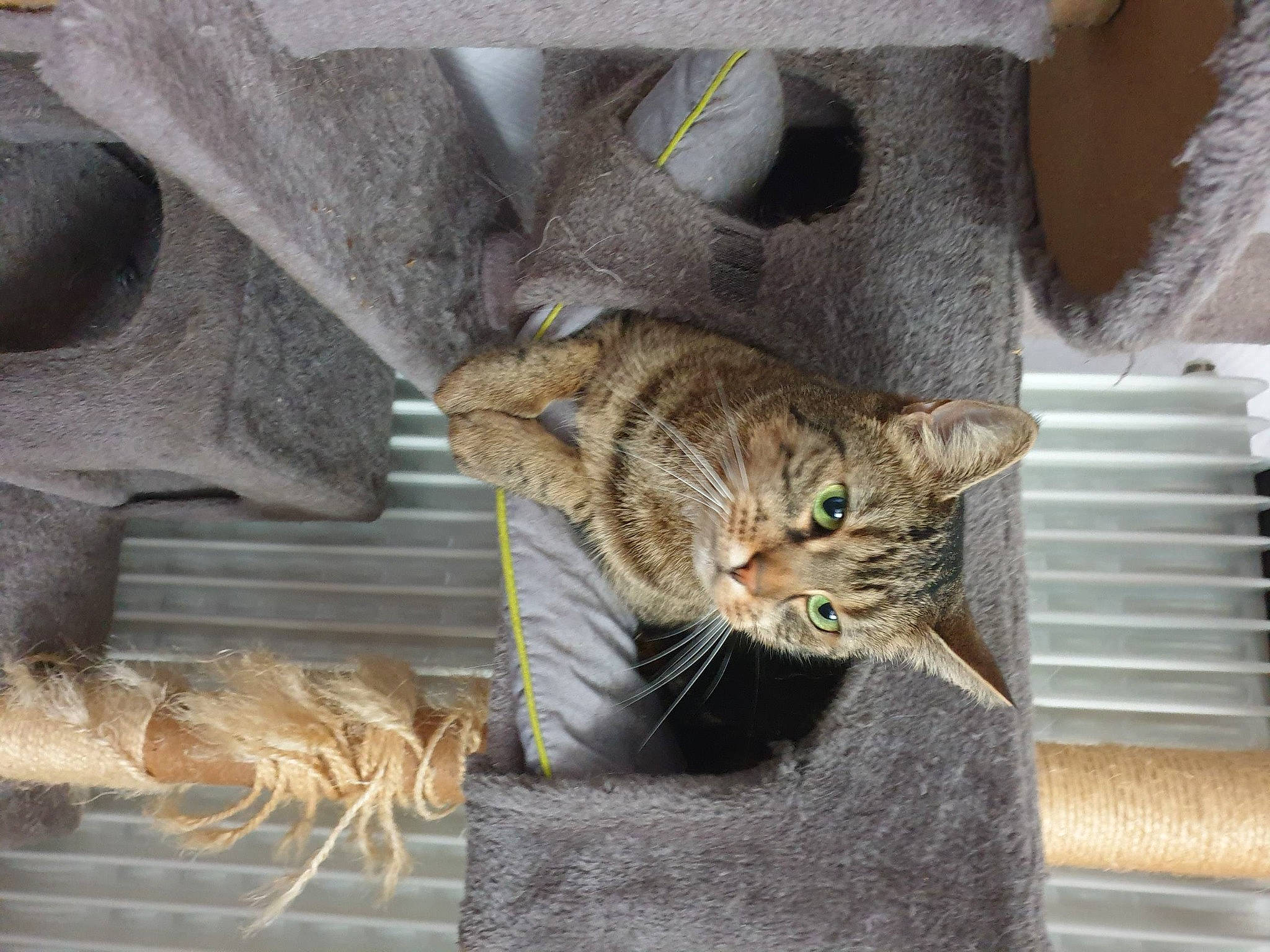 Plume a rejoint le concours — aidez-le/la à gagner de superbes lots ! carnivore, cat, cat_supply, domestic_short_haired_cat, door, fawn, felidae, fur, grey, pet_supply, small_to_medium_sized_cats, snout, tail, terrestrial_animal, tree, whiskers, window, wood