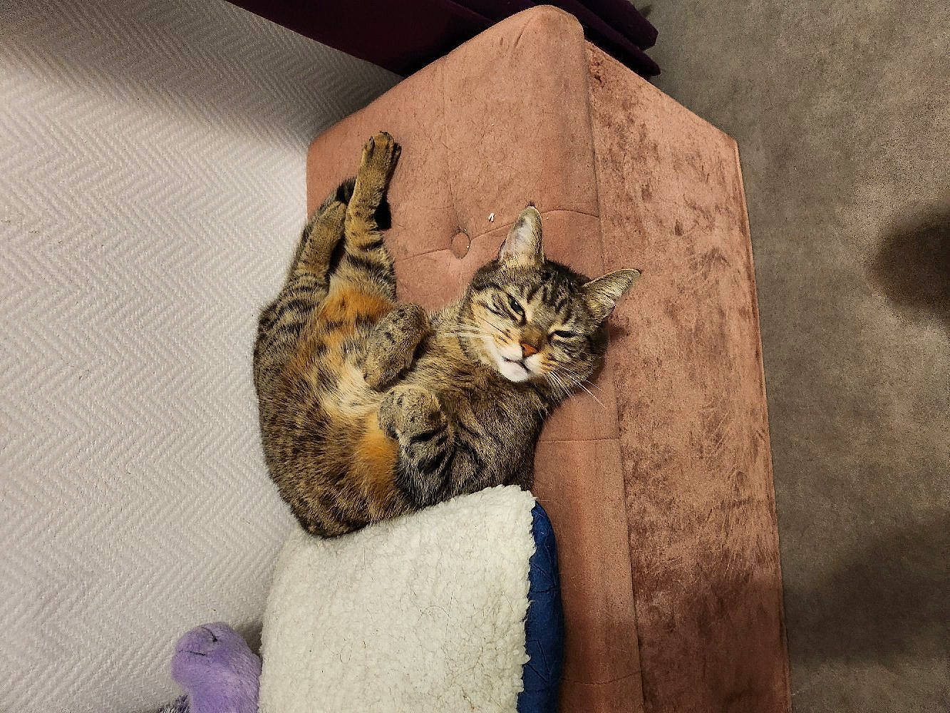 Plume participe au concours pour gagner de l'argent avec cette photo : carnivore, cat, comfort, domestic_short_haired_cat, felidae, floor, flooring, fur, linens, nap, pattern, paw, reptile, small_to_medium_sized_cats, snout, tail, terrestrial_animal, whiskers, wildlife, wood