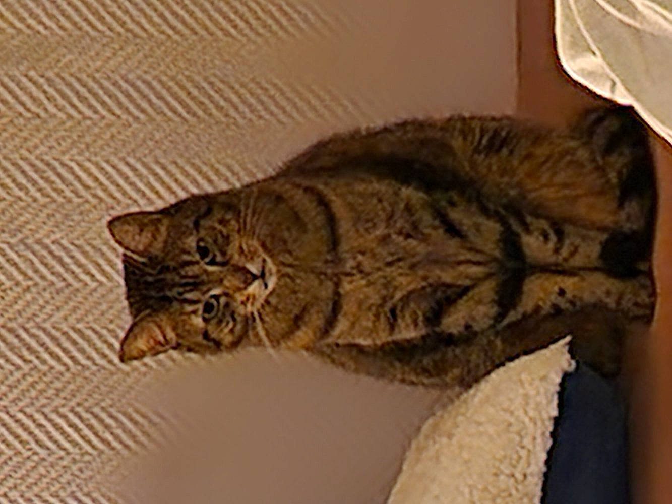 Plume participe au concours pour gagner de l'argent avec cette photo : carnivore, cat, claw, comfort, domestic_short_haired_cat, eye, felidae, fur, head, paw, sitting, small_to_medium_sized_cats, snout, tail, terrestrial_animal, whiskers