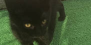 Brownise participe au concours pour gagner de l'argent avec cette photo : asian, black_cat, bombay, british_shorthair, burmese, carnivore, cat, domestic_short_haired_cat, felidae, grass, green, kitten, korat, mammal, polydactyl_cat, small_to_medium_sized_cats, snout, tail, vertebrate, whiskers
