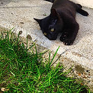 Brownise participe au concours pour gagner de l'argent avec cette photo : black_cat, bombay, burmese, carnivore, cat, domestic_short_haired_cat, felidae, grass, lawn, plant, small_to_medium_sized_cats, snout, tail, whiskers