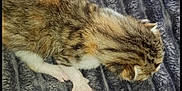 Arc-en-ciel a rejoint le concours — aidez-le/la à gagner de superbes lots ! aegean_cat, carnivore, cat, domestic_short_haired_cat, dragon_li, european_shorthair, fawn, felidae, fur, norwegian_forest_cat, pixie_bob, polydactyl_cat, small_to_medium_sized_cats, tabby_cat, tail, whiskers, wild_cat, wood