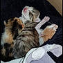 Arc-en-ciel participe au concours pour gagner de l'argent avec cette photo : carnivore, cat, claw, european_shorthair, felidae, fur, kitten, nap, norwegian_forest_cat, paw, sleep, small_to_medium_sized_cats, tail, whiskers