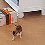 Arc-en-ciel participe au concours pour gagner de l'argent avec cette photo : canidae, carnivore, cat, domestic_short_haired_cat, european_shorthair, felidae, floor, flooring, hardwood, kitten, laminate_flooring, paw, room, small_to_medium_sized_cats, tail, whiskers, wood, wood_flooring