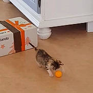 Arc-en-ciel participe au concours pour gagner de l'argent avec cette photo : cairn_terrier, canidae, carnivore, cat, european_shorthair, felidae, floor, flooring, hardwood, kitten, laminate_flooring, small_to_medium_sized_cats, tail, wood, wood_flooring, yorkshire_terrier