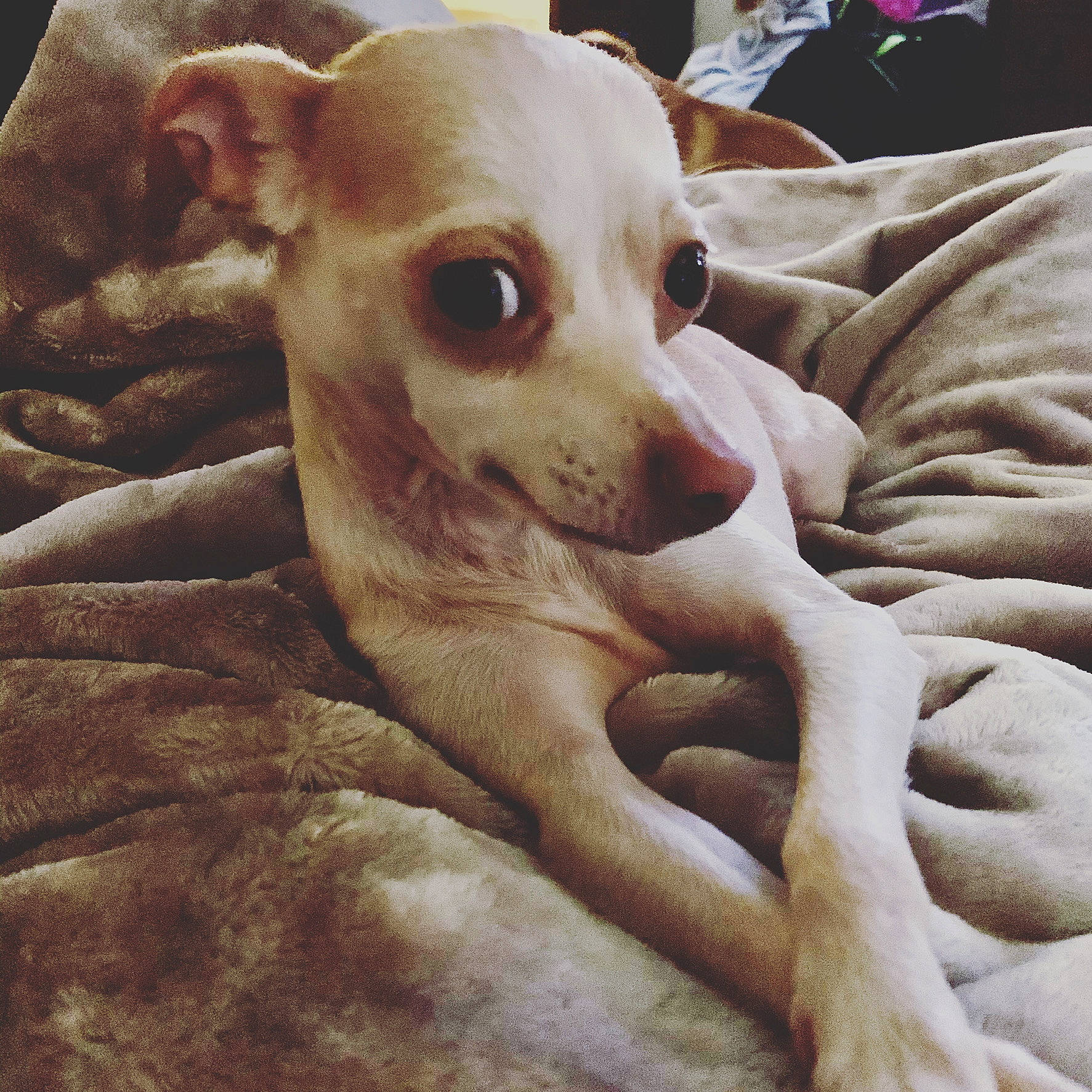 Dobby joined the competition — help win amazing prizes! bone, canidae, carnivore, chihuahua, comfort, companion_dog, corgi_chihuahua, dog, dog_breed, ear, fawn, fur, no_expression, non_sporting_group, snout, sporting_group, terrestrial_animal, toy_dog, whiskers, working_animal