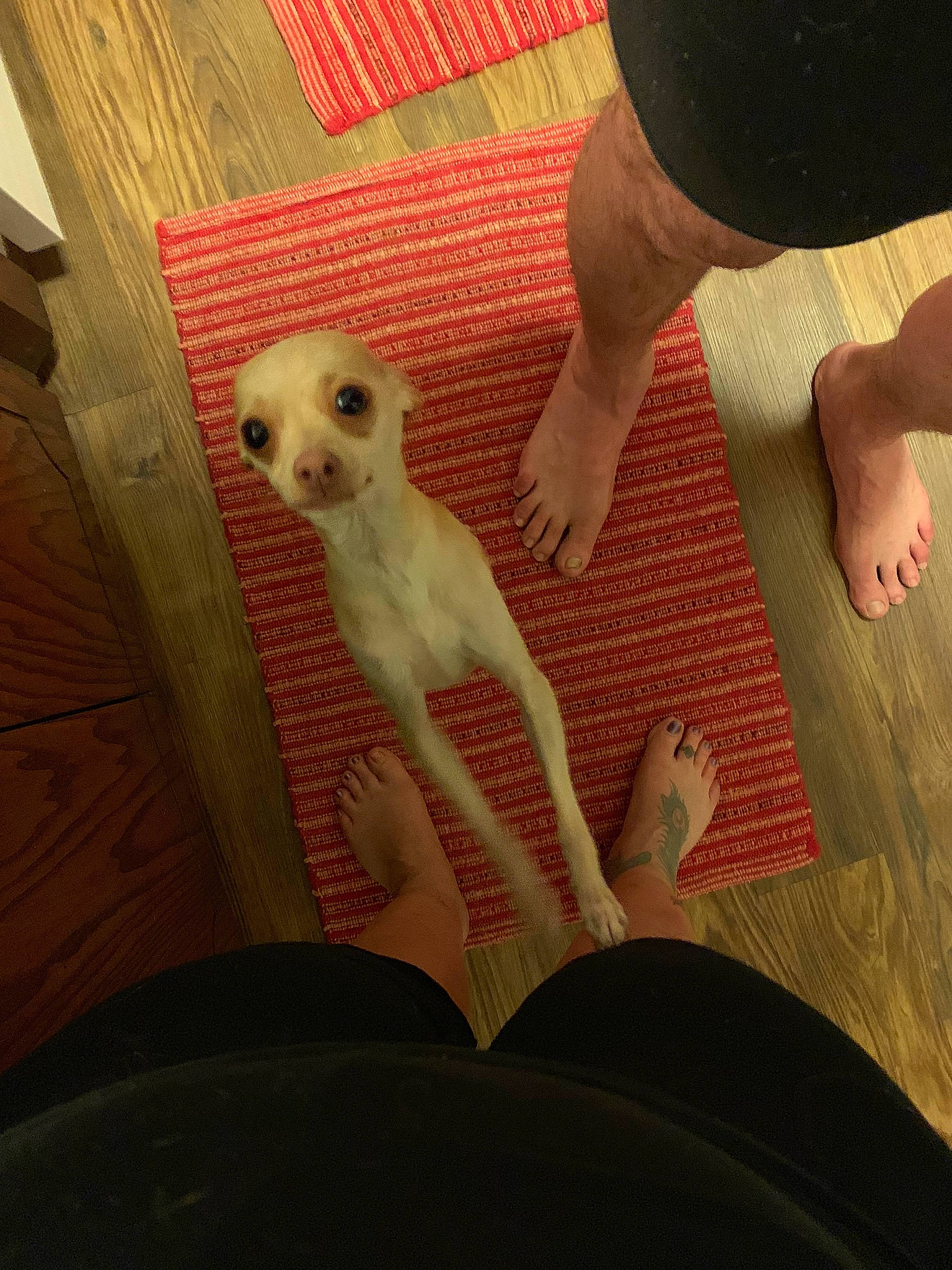 Dobby joined the competition — help win amazing prizes! carnivore, comfort, companion_dog, dog, dog_breed, fawn, flooring, foot, gesture, hardwood, human_leg, knee, nail, paw, snout, tail, thumb, whiskers, wood, wrist