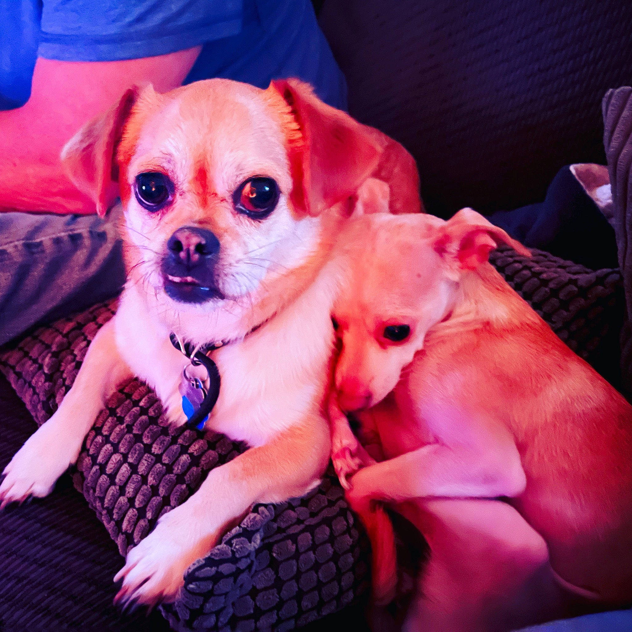 Dobby is registered to the contest to win money with this photo: canidae, carmine, carnivore, chihuahua, comfort, companion_dog, dog, dog_breed, dog_clothes, dog_supply, fawn, fur, paw, pink, puppy_love, snout, sporting_group, toy_dog, whiskers, working_animal