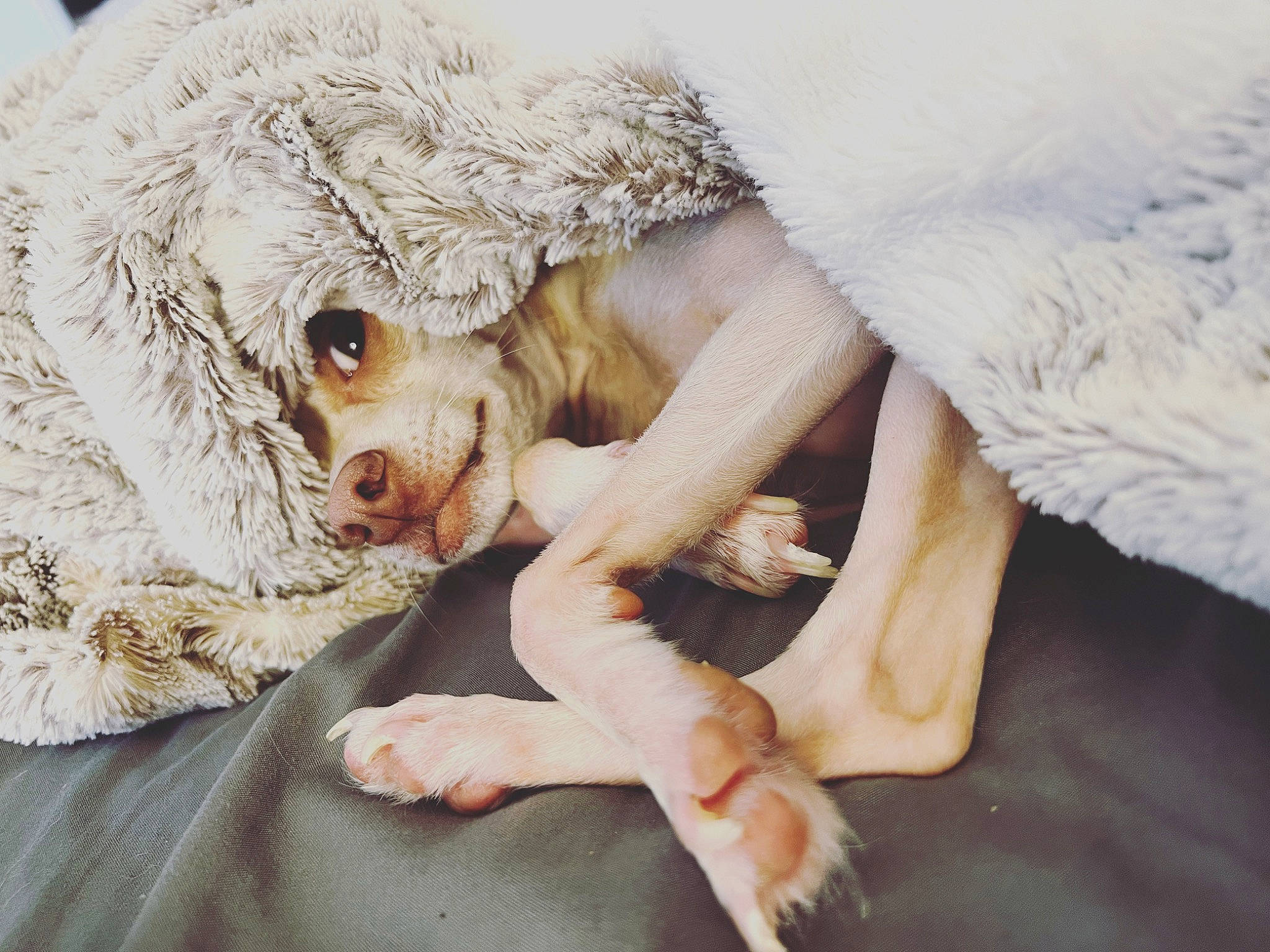 Dobby joined the competition — help win amazing prizes! bed, bedding, carnivore, comfort, companion_dog, couch, dog, dog_breed, fawn, felidae, fur, gesture, linens, mammal, paw, plant, small_to_medium_sized_cats, snout, sporting_group, vertebrate