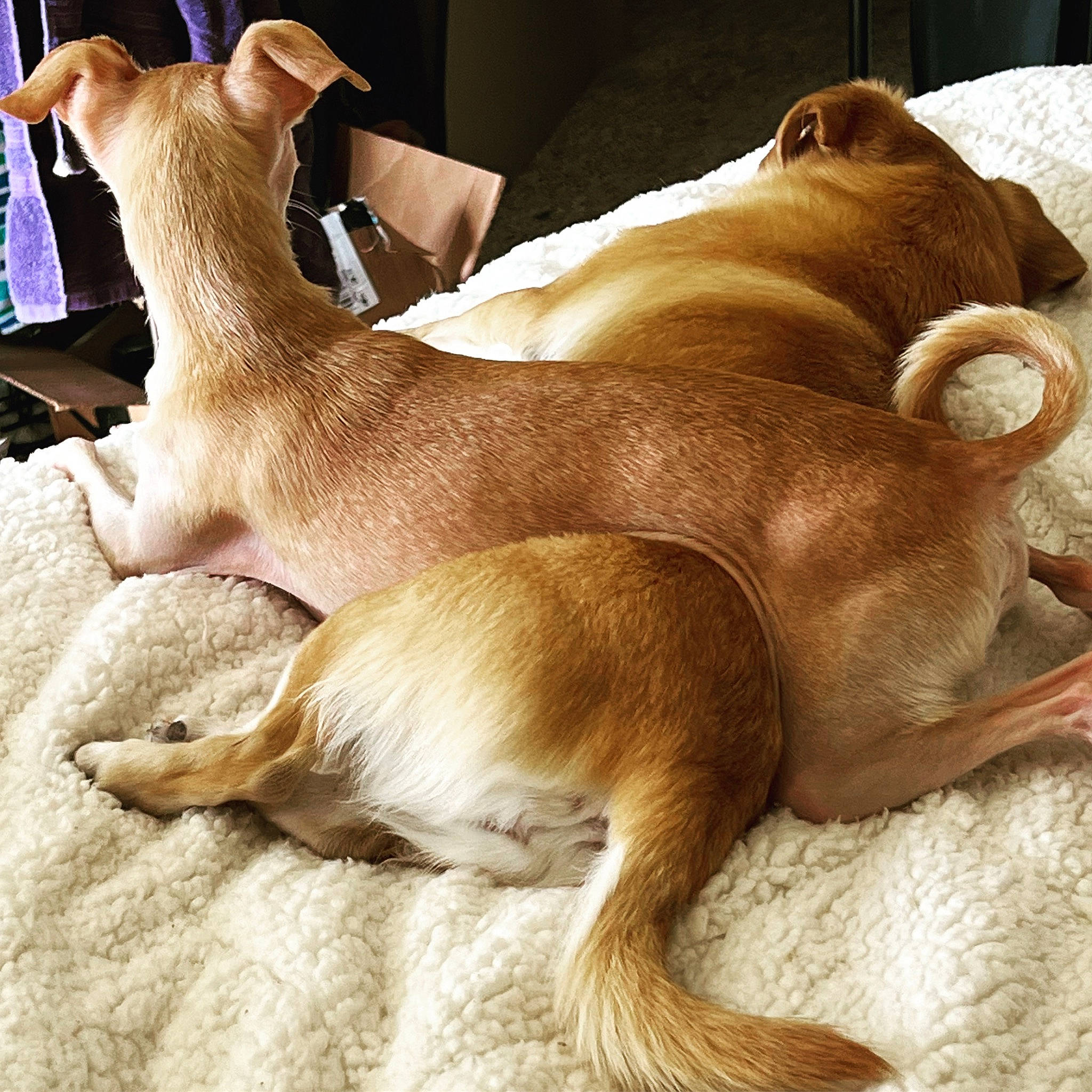 Benny joined the competition — help win amazing prizes! canidae, claw, comfort, fawn, felidae, fur, liver, paw, snout, tail, terrestrial_animal, whiskers