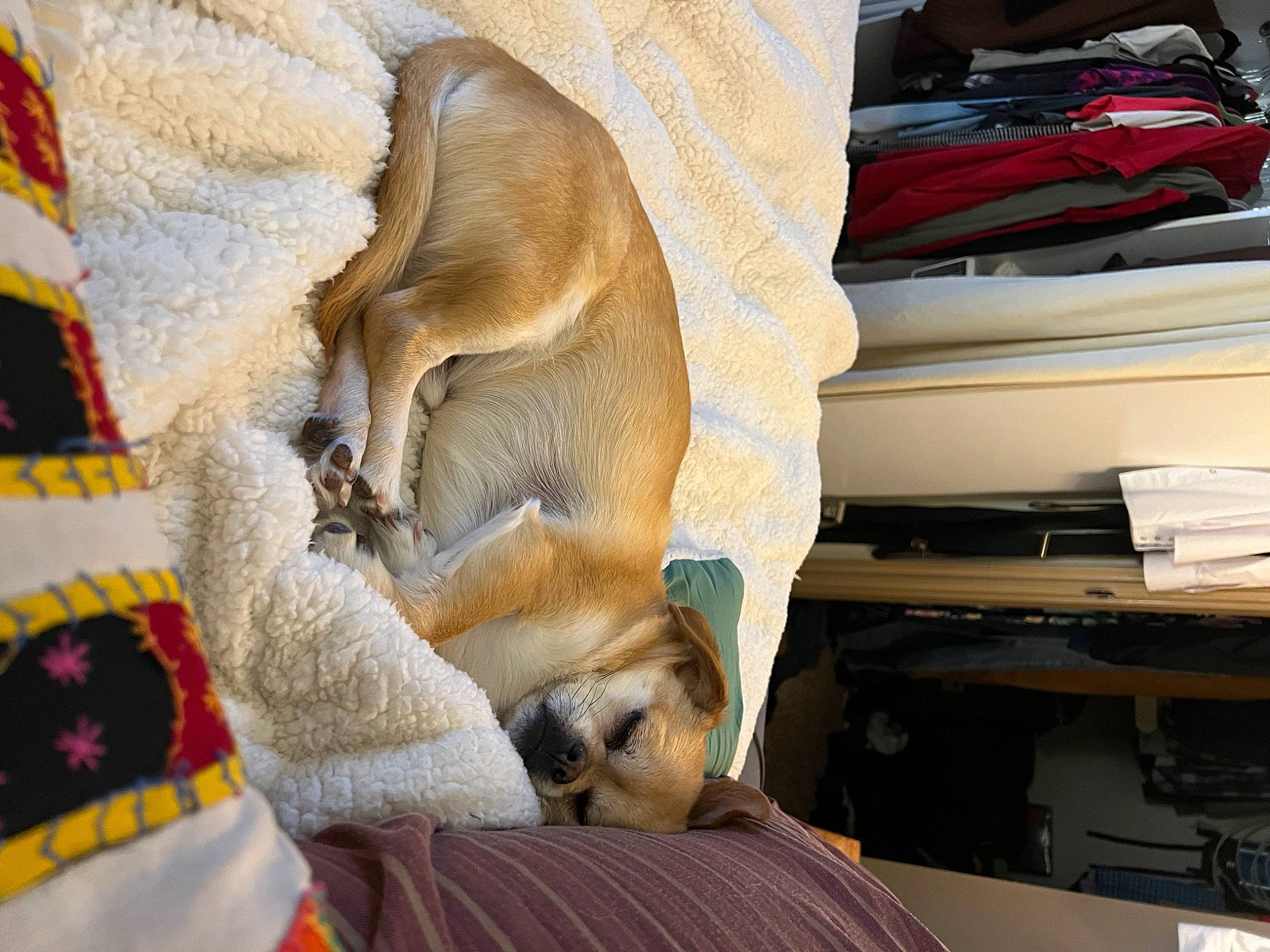 Benny is registered to the contest to win money with this photo: canidae, carnivore, comfort, companion_dog, dog, dog_breed, dog_supply, fawn, fur, linens, nap, non_sporting_group, paw, sleep, snout, sporting_group, tail, wood, working_animal