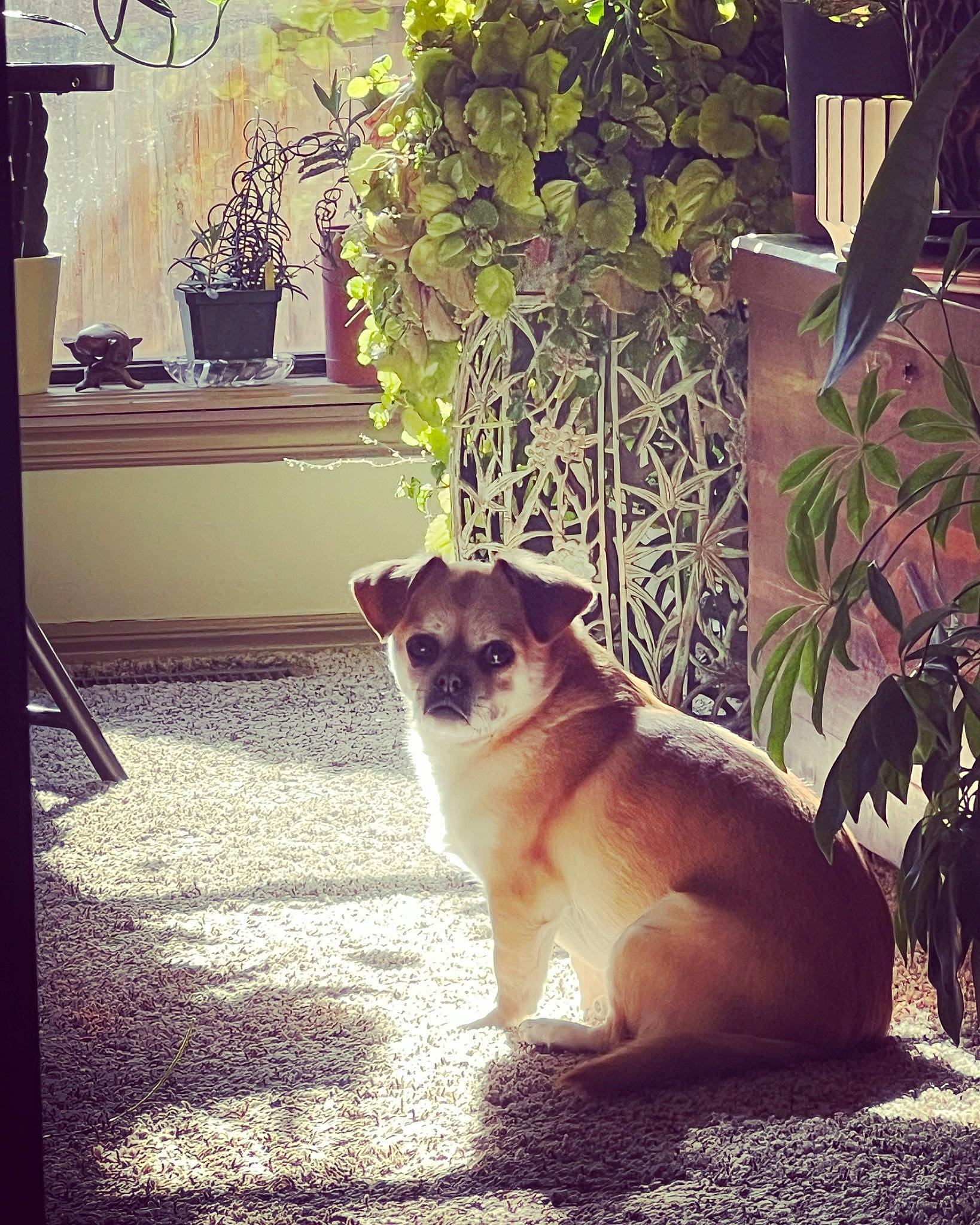 Benny joined the competition — help win amazing prizes! carnivore, companion_dog, dog, dog_breed, eyewear, fawn, felidae, flowerpot, houseplant, morning, plant, small_to_medium_sized_cats, sunglasses, tail, tints_and_shades, tree, wall, whiskers, window, wood