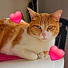 Gouda a rejoint le concours — aidez-le/la à gagner de superbes lots ! cat, orange_and_white, feline, pet, indoor, resting, table, pink_cloth, heart_emoji, cute, whiskers, ears, fur, paw, domestic_animal, animal, closeup, portrait, relaxed, adorable