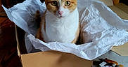 Gouda a rejoint le concours — aidez-le/la à gagner de superbes lots ! cat, orange_cat, white_cat, cardboard_box, tissue_paper, indoor, pet, curious, toy, rug, cozy, feline, playful, domestic_animal, looking, closeup, animal, box, cute, home