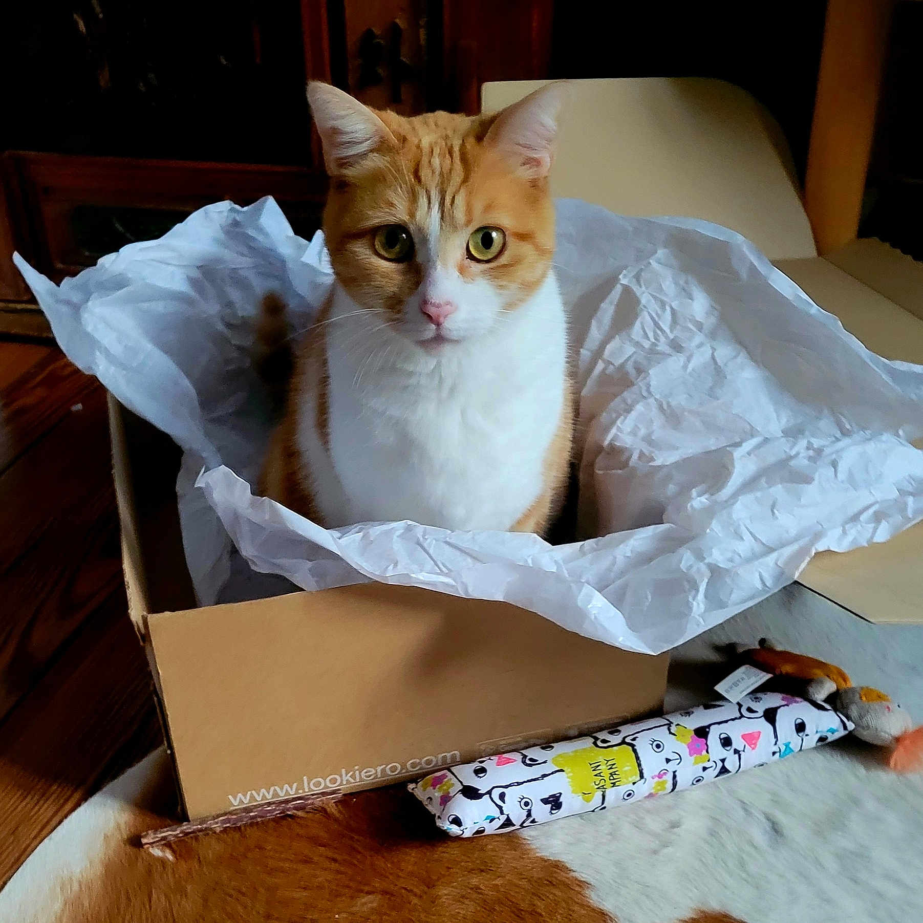 Gouda a rejoint le concours — aidez-le/la à gagner de superbes lots ! cat, orange_cat, white_cat, cardboard_box, tissue_paper, indoor, pet, curious, toy, rug, cozy, feline, playful, domestic_animal, looking, closeup, animal, box, cute, home