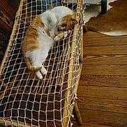 Gouda a rejoint le concours — aidez-le/la à gagner de superbes lots ! cat, orange_and_white_cat, net, wooden_frame, lounging, relaxed, indoor, wooden_floor, cowhide_rug, pet, feline, cozy, resting, home_interior, animal, fur, whiskers, paws, cute, household