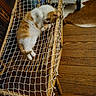 animal, cat, cowhide_rug, cozy, cute, feline, fur, home_interior, household, indoor, lounging, net, orange_and_white_cat, paws, pet, relaxed, resting, whiskers, wooden_floor, wooden_frame