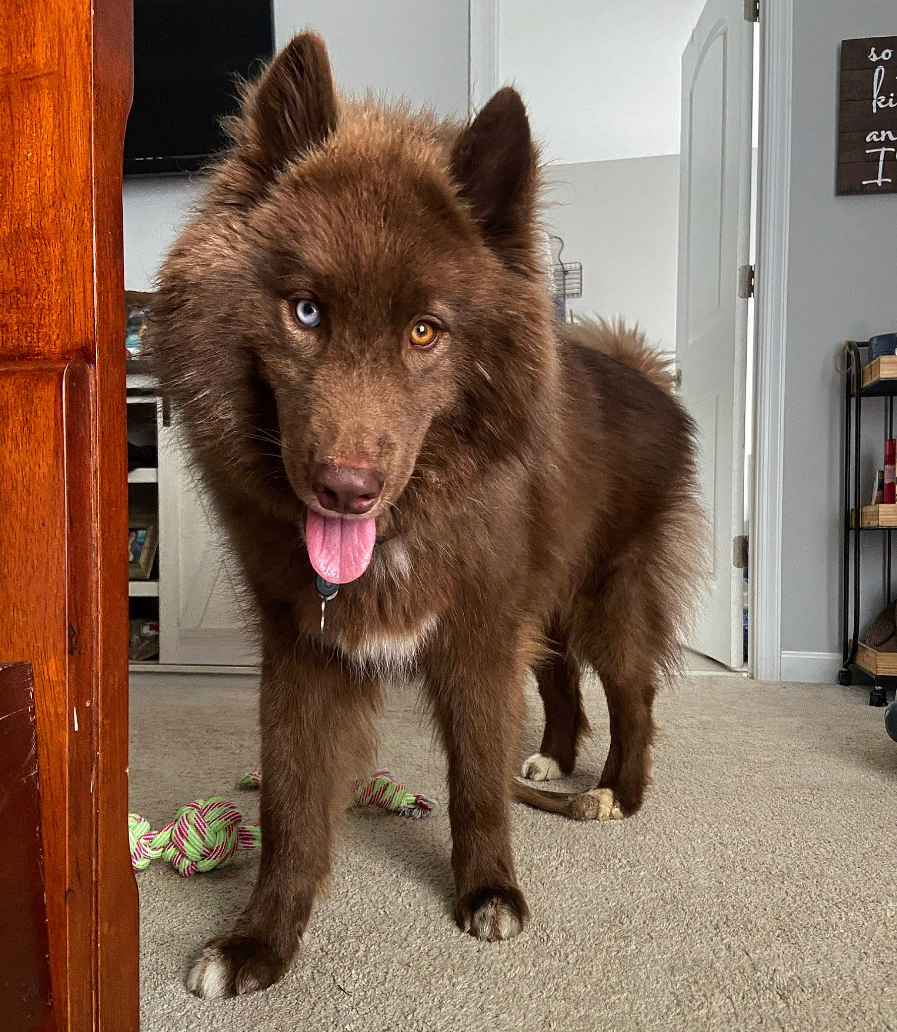 Denali is registered to the contest to win money with this photo: ancient_dog_breeds, bear, bookcase, brown_bear, canidae, canis, carnivore, companion_dog, dog, dog_breed, fur, giant_dog_breed, liver, picture_frame, shelf, snout, sporting_group, terrestrial_animal, working_animal, working_dog