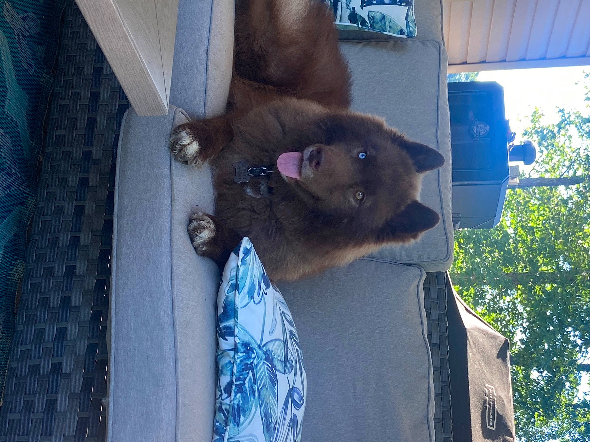 Denali is registered to the contest to win money with this photo: blue, canidae, carnivore, dog_breed, domestic_short_haired_cat, electric_blue, fawn, felidae, fur, marsupial, shade, small_to_medium_sized_cats, snout, sporting_group, tail, terrestrial_animal, tree, wildlife, wood, working_animal