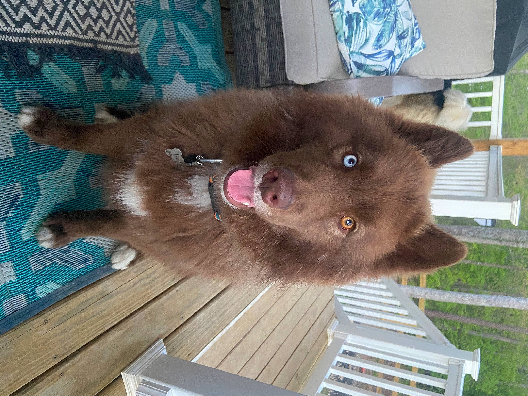 Denali joined the competition — help win amazing prizes! canidae, carnivore, collar, companion_dog, dog, dog_breed, fawn, felidae, flooring, fur, hardwood, liver, natural_material, non_sporting_group, plant, small_to_medium_sized_cats, tail, whiskers, wood, working_animal