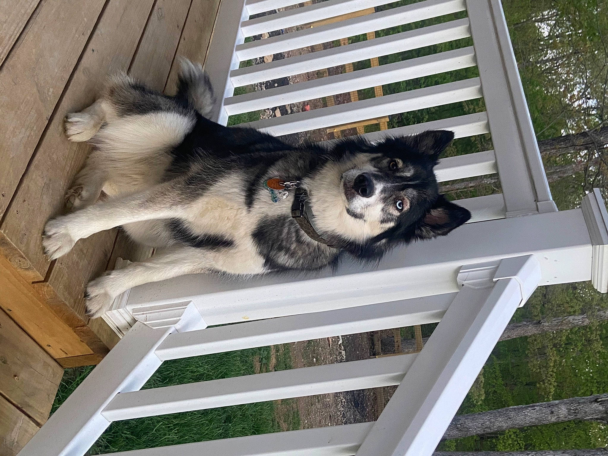 Sitka Ellesmere is registered to the contest to win money with this photo: canidae, carnivore, dog_breed, fur, plant, snout, sporting_group, terrestrial_animal, tree, white, window, wood, working_animal