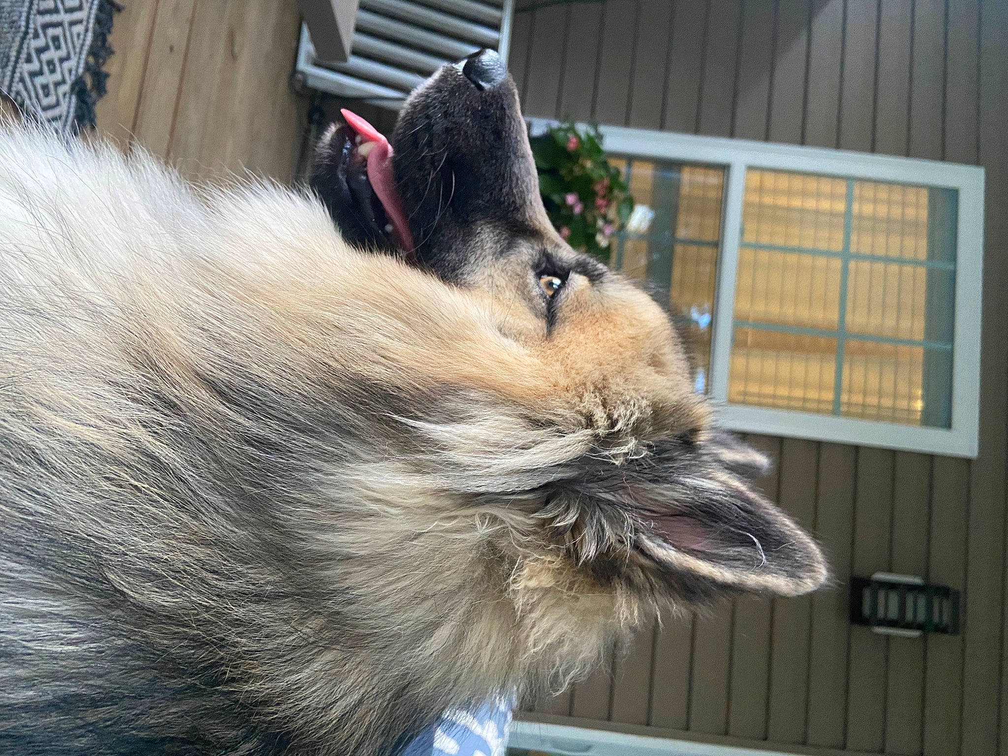 Cinder joined the competition — help win amazing prizes! canidae, carnivore, companion_dog, dog, dog_breed, dog_supply, eye, fawn, fur, german_spitz, head, liver, pet_supply, plant, snout, sporting_group, terrestrial_animal, toy_dog, whiskers, window