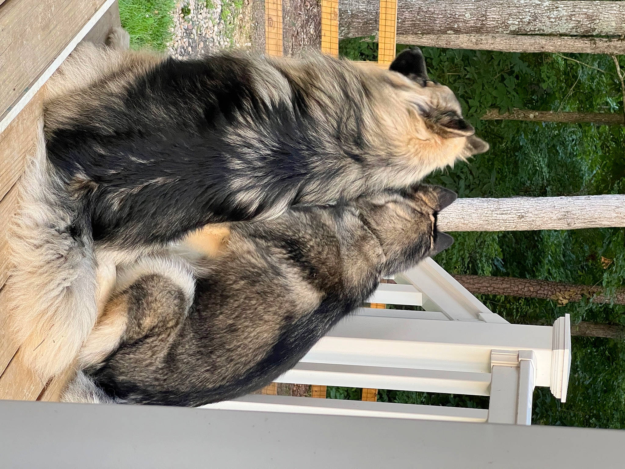 Cinder joined the competition — help win amazing prizes! canidae, carnivore, claw, dog_breed, domestic_short_haired_cat, felidae, fence, fur, paw, plant, small_to_medium_sized_cats, snout, sporting_group, tail, terrestrial_animal, tree, whiskers, wildlife, window, wood