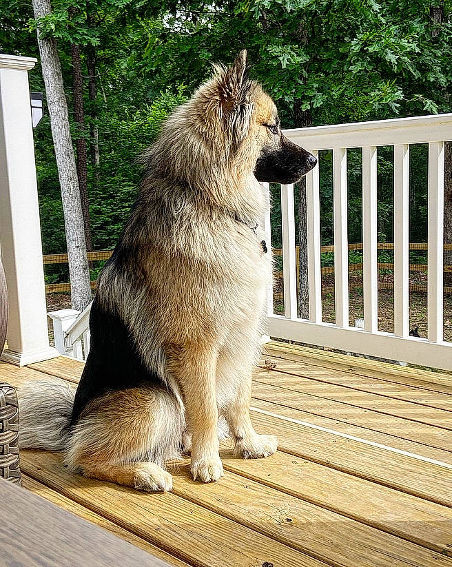 Cinder is registered to the contest to win money with this photo: ancient_dog_breeds, canidae, canis, carnivore, collar, companion_dog, dog, dog_breed, fawn, fence, king_shepherd, snout, sporting_group, tail, terrestrial_animal, tree, wildlife, wood, working_animal, working_dog