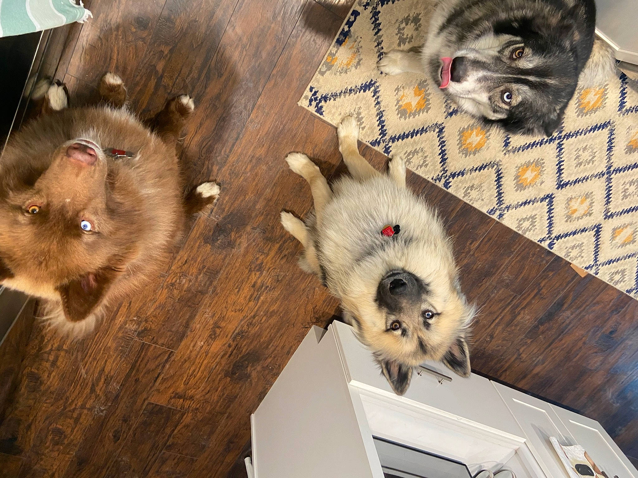 Cinder is registered to the contest to win money with this photo: canidae, carnivore, companion_dog, dog_breed, domestic_short_haired_cat, fawn, felidae, flooring, fur, hardwood, hide, mammal, rodent, small_to_medium_sized_cats, snout, sporting_group, tail, vertebrate, whiskers, wood