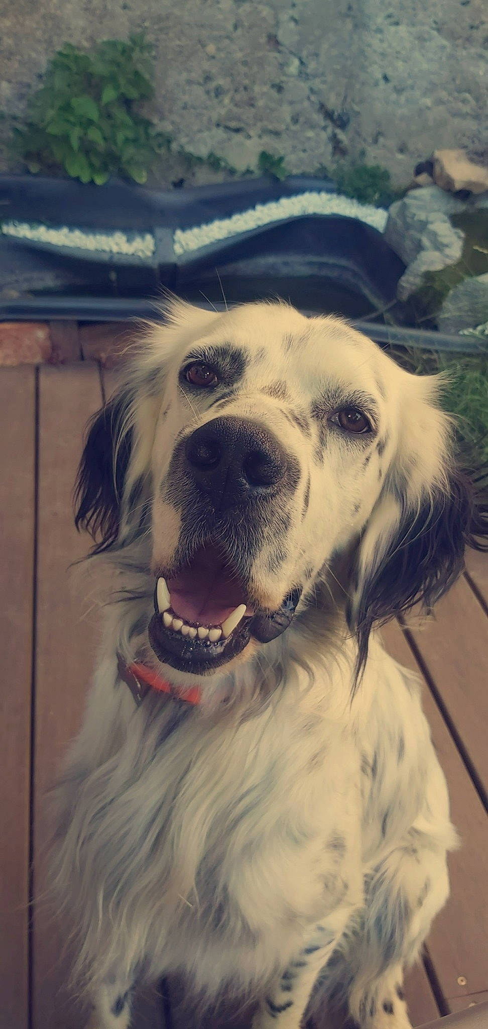 Oslo participe au concours pour gagner de l'argent avec cette photo : canidae, carnivore, companion_dog, dog, dog_breed, english_setter, irish_setter, mammal, rare_breed_dog, retriever, setter, snout, sporting_group, vertebrate