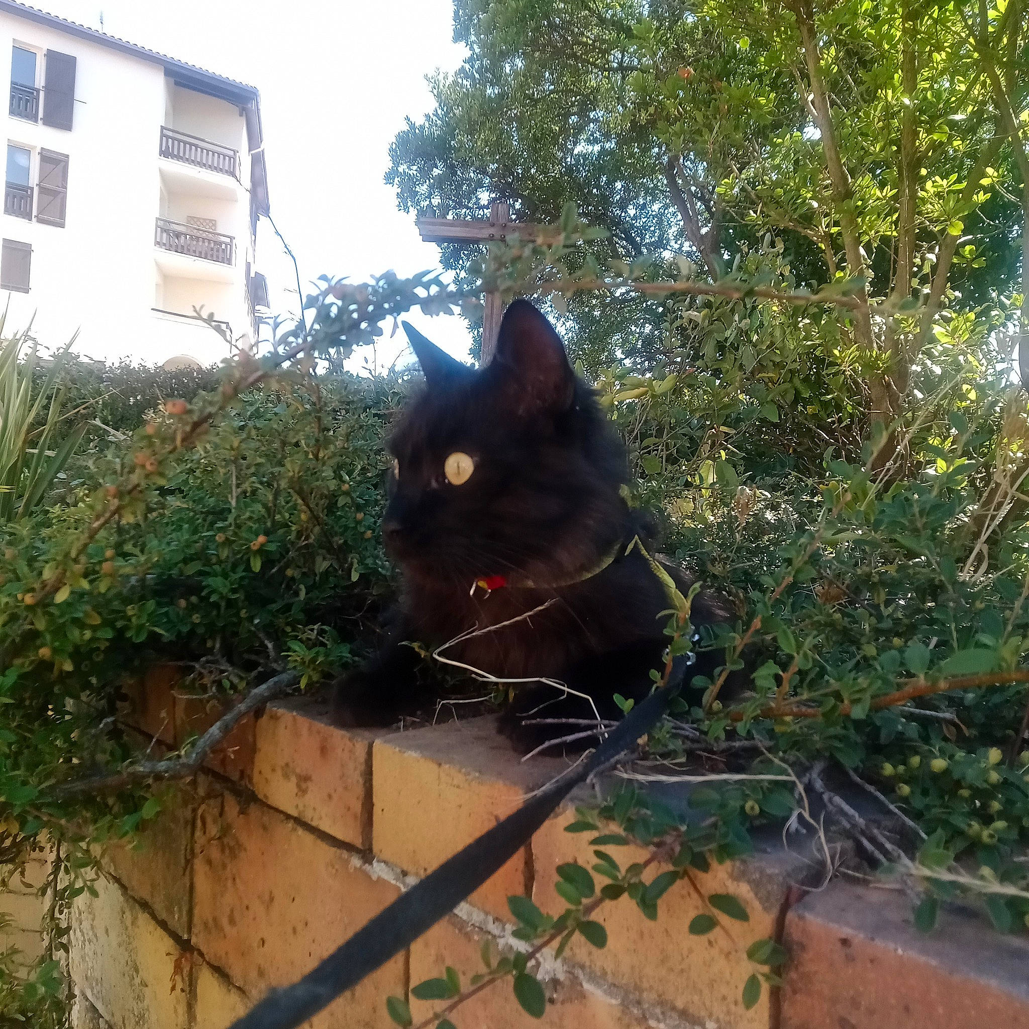 Chouchou a rejoint le concours — aidez-le/la à gagner de superbes lots ! black_cat, building, carnivore, cat, felidae, fence, grass, groundcover, plant, shrub, sky, small_to_medium_sized_cats, snout, tail, terrestrial_animal, tints_and_shades, tree, vegetation, whiskers, window