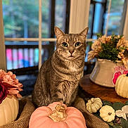 Frankie joined the competition — help win amazing prizes! cat, tabby, pumpkin, flowers, vase, table, window, indoor, decor, autumn, still_life, plant, green_eyes, fur, pet, fall, cozy, burlap, leaf, nature