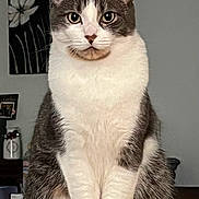 Mike is registered to the contest to win money with this photo: animal, calm, cat, chair, cute, domestic, ears, eyes, feline, flower, fur, home, indoor, painting, pet, portrait, sitting, soft, table, whiskers
