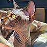 Zion is registered to the contest to win money with this photo: animal, blanket, car_interior, cat, close_up, comfort, domestic_animal, ears, face, feline, hairless, indoor, pet, profile_view, resting, soft_texture, sphynx_cat, sunlight, wrinkled_skin, yellow_eyes