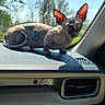 Zion is registered to the contest to win money with this photo: animal, car_dashboard, cat, curious, date, ears, eyes, indoor, outdoor, pet, shadow, sitting, sphynx_cat, sunlight, time, timestamp, trees, vehicle_interior, window, wrinkles