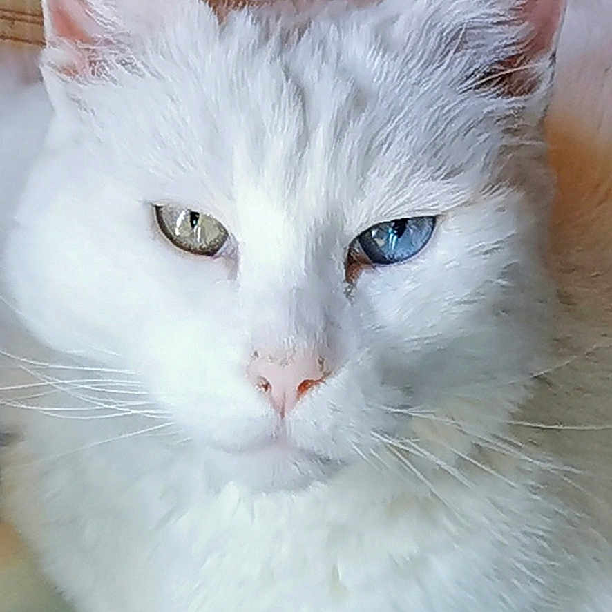 Lilou a rejoint le concours — aidez-le/la à gagner de superbes lots ! abyssinian, angora, animal, blanket, cat, clothing, couch, furniture, hat, kitten, manx, pet, siamese, white
