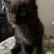 Rex is registered to the contest to win money with this photo: kitten, black_cat, fur, wide_eyes, curious, indoor, patterned_surface, pet, animal, small, cute, feline, whiskers, portrait, soft_light, blurred_background, cozy, domestic, young, sitting
