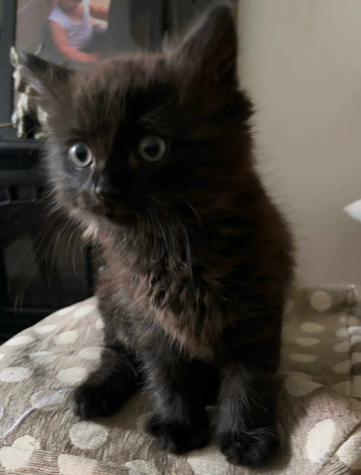Rex is registered to the contest to win money with this photo: kitten, black_cat, fur, wide_eyes, curious, indoor, patterned_surface, pet, animal, small, cute, feline, whiskers, portrait, soft_light, blurred_background, cozy, domestic, young, sitting