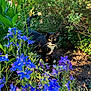 cat, tuxedo_cat, flowers, blue_flowers, purple_flowers, garden, greenery, bush, leaves, mulch, outdoor, pet, whiskers, paws, sitting, sunlight, nature, foliage, backyard, close_up