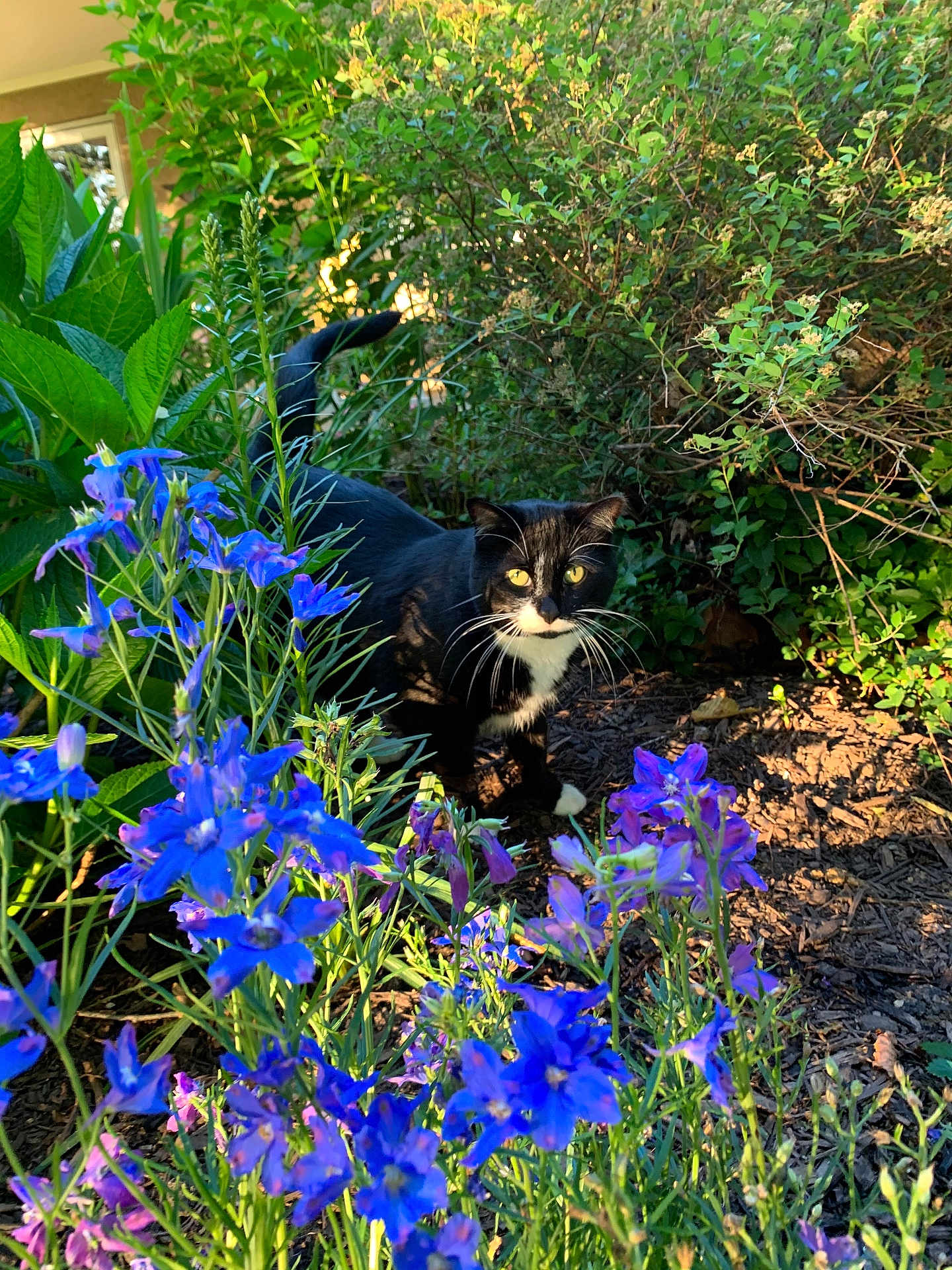 Squiggy joined the competition — help win amazing prizes! cat, tuxedo_cat, flowers, blue_flowers, purple_flowers, garden, greenery, bush, leaves, mulch, outdoor, pet, whiskers, paws, sitting, sunlight, nature, foliage, backyard, close_up