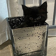 Echo joined the competition — help win amazing prizes! kitten, black_cat, glass_container, floor, curious, indoor, pet, animal, cute, small, ears, eyes, shadow, speckled, container, curiosity, feline, domestic_cat, wooden_floor, hiding