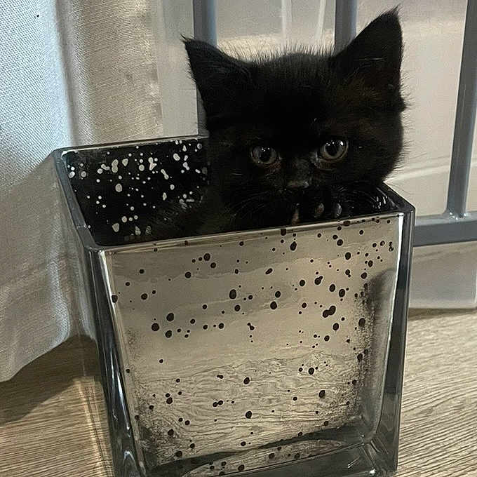 Echo joined the competition — help win amazing prizes! kitten, black_cat, glass_container, floor, curious, indoor, pet, animal, cute, small, ears, eyes, shadow, speckled, container, curiosity, feline, domestic_cat, wooden_floor, hiding