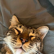 Pablo joined the competition — help win amazing prizes! animal, cat, close_up, cozy, cute, domestic_cat, ear, face, feline, fur, muzzle, nose, pet, portrait, relaxed, resting, sleeping, soft_texture, tabby_cat, whiskers
