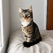 Pablo joined the competition — help win amazing prizes! cat, tabby, feline, pet, animal, indoor, cushion, window, light, fur, whiskers, ears, eyes, sitting, cute, domestic, alert, portrait, home, cozy