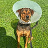 Kleo joined the competition — help win amazing prizes! dog, cone, leash, grass, outdoor, pet, animal, brown_dog, sunlight, shadow, sitting, greenery, canine, daylight, collar, pet_accessory, nature, expression, waiting, alone