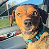 Kleo is registered to the contest to win money with this photo: dog, car, collar, sunlight, window, seat, pet, animal, brown_fur, black_nose, tongue, ears, inside_car, daylight, looking, cute, portrait, closeup, happy, playful