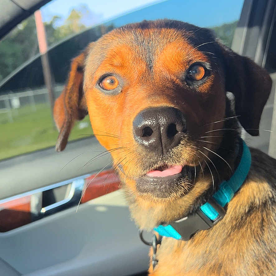 Kleo