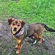 Kleo is registered to the contest to win money with this photo: dog, grass, outdoor, pet, collar, brown, black, canine, animal, nature, looking, standing, ears, tail, fur, ground, curious, young_dog, muzzle, leash